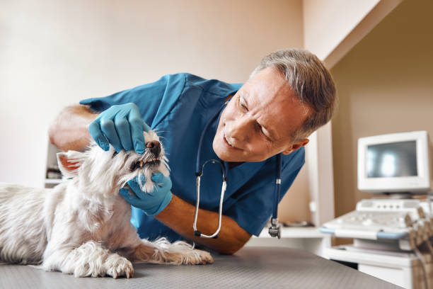Best Emergency Wisdom Tooth Extraction in Belfast, ME